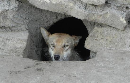 ��2012���붬�ԁ�����(n��i)�ɹ��Ж|��߅�����^(q��)�Ǻ��l�l(f��)���D��һֻ����ؐ�����񲶫@��ĸ�ǡ�