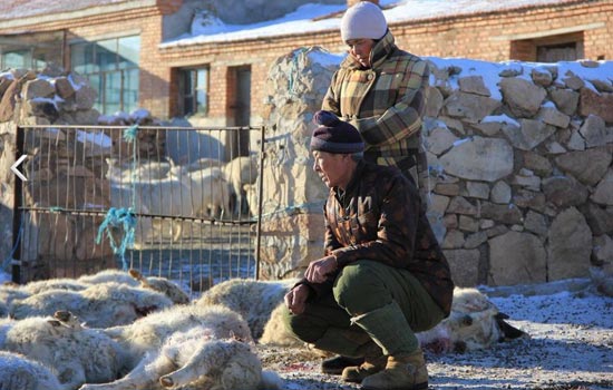 12��16����ҹ�����͸��켪�ո��ɈD�²��������v������Ȧ���31ֻ����Ⱥҧ��ҧ���������M����ʬ�����͸��켪�ո��ɈD�²��������v�����c����һĘ���ݡ�